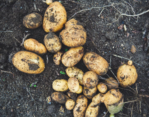 Plants de pommes de terre